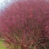 Squaw Switch Grass (Panicum Virgatum) - 1 Gallon Pot