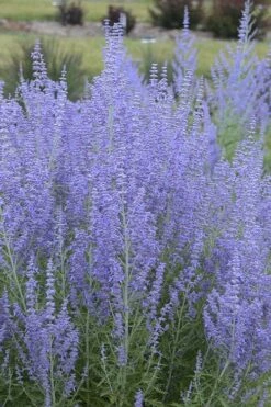 Blue Jean Baby Russian Sage (Perovskia) - 1 Gallon Pot 13 Blue Jean Baby Russian Sage (Perovskia) - 1 Gallon Pot -Wilson Bros Gardens perovskia atriplicifolia blue jean baby russian sage 1