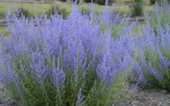 Blue Jean Baby Russian Sage (Perovskia) - 1 Gallon Pot 11 Blue Jean Baby Russian Sage (Perovskia) - 1 Gallon Pot -Wilson Bros Gardens perovskia atriplicifolia blue jean baby russian sage 3