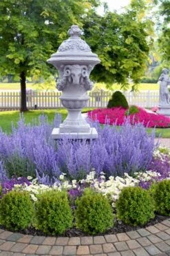 Blue Jean Baby Russian Sage (Perovskia) - 1 Gallon Pot 12 Blue Jean Baby Russian Sage (Perovskia) - 1 Gallon Pot -Wilson Bros Gardens perovskia atriplicifolia denim n lace russian sage 14