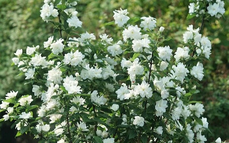 Illuminati Arch Mock Orange (Philadelphus Coronarius) - 3 Gallon Pot 7 Illuminati Arch Mock Orange (Philadelphus Coronarius) - 3 Gallon Pot - Image 5