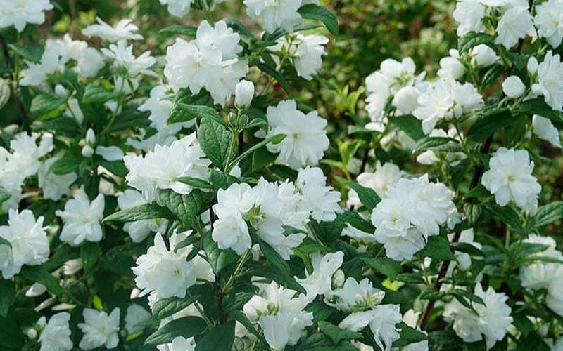 Illuminati Arch Mock Orange (Philadelphus Coronarius) - 3 Gallon Pot 6 Illuminati Arch Mock Orange (Philadelphus Coronarius) - 3 Gallon Pot - Image 4