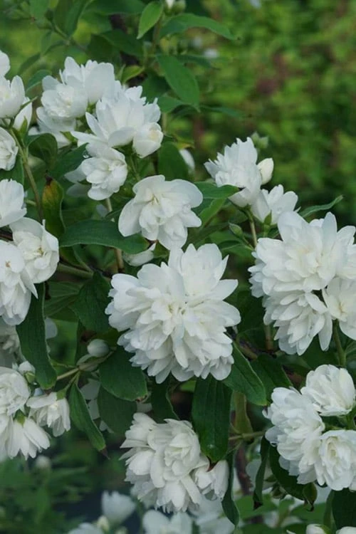 Illuminati Arch Mock Orange (Philadelphus Coronarius) - 3 Gallon Pot 3 Illuminati Arch Mock Orange (Philadelphus Coronarius) - 3 Gallon Pot