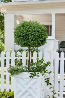 Little Gem Dwarf Norway Spruce Tree (Single Trunk) - 2 Gallon Pot -Wilson Bros Gardens picea abies little gem dwarf norway spruce tree 5