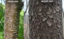 Wild Black Cherry Tree - 3 Pack Of 1.5 Quart Pots 21 Wild Black Cherry Tree - 3 Pack Of 1.5 Quart Pots -Wilson Bros Gardens prunus serotina wild black cherry tree 10 1