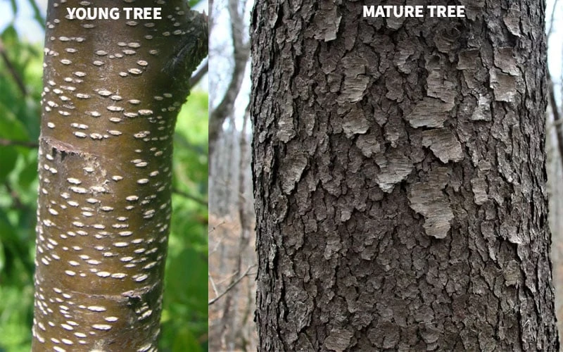 Wild Black Cherry Tree - 3 Pack Of 1.5 Quart Pots 12 Wild Black Cherry Tree - 3 Pack Of 1.5 Quart Pots - Image 10