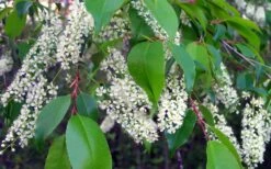 Wild Black Cherry Tree - 3 Pack Of 1.5 Quart Pots 19 Wild Black Cherry Tree - 3 Pack Of 1.5 Quart Pots -Wilson Bros Gardens prunus serotina wild black cherry tree 8 1