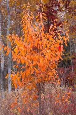 Wild Black Cherry Tree - 3 Pack Of 1.5 Quart Pots 20 Wild Black Cherry Tree - 3 Pack Of 1.5 Quart Pots -Wilson Bros Gardens prunus serotina wild black cherry tree 9 1