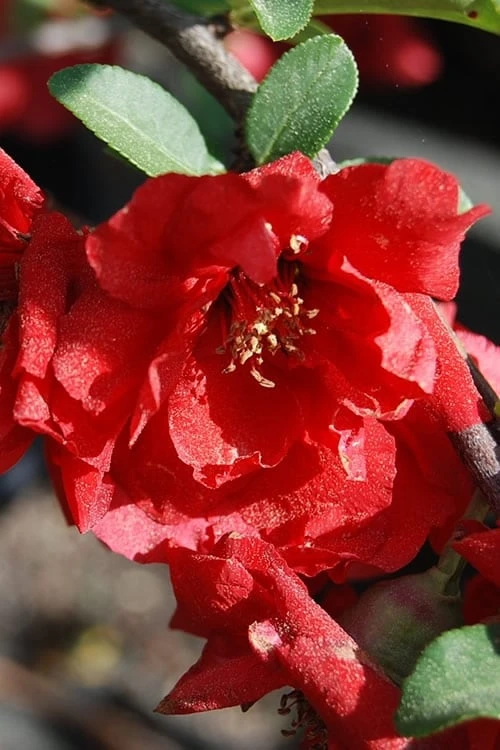 Iwai Nishiki Red Flowering Quince - 1 Gallon Pot 6 Iwai Nishiki Red Flowering Quince - 1 Gallon Pot - Image 4