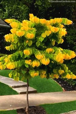 The Rising Sun Redbud Tree - 7 Gallon Pot (3-4') 13 The Rising Sun Redbud Tree - 7 Gallon Pot (3-4') -Wilson Bros Gardens redbud rising sun 52