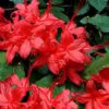 Plum Leaf Native Azalea (Rhododendron Prunifolium) - 3 Gallon Pot -Wilson Bros Gardens rhododendron prunifolium plum leaf azalea 6