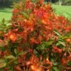 Smitty's Orange Crush Native Azalea (Rhododendron X) - 3 Gallon Pot 1 Smitty's Orange Crush Native Azalea (Rhododendron X) - 3 Gallon Pot -Wilson Bros Gardens rhododendron smittys orange crush native azalea 3