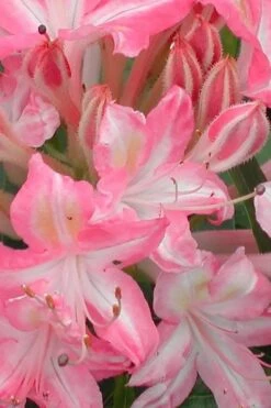 Ribbon Candy Swamp Azalea (Rhododendron Viscosum) - 2 Gallon Pot 11 Ribbon Candy Swamp Azalea (Rhododendron Viscosum) - 2 Gallon Pot -Wilson Bros Gardens rhododendron viscosum ribbon candy swamp azalea 1 1