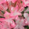 Ribbon Candy Swamp Azalea (Rhododendron Viscosum) - 2 Gallon Pot 1 Ribbon Candy Swamp Azalea (Rhododendron Viscosum) - 2 Gallon Pot -Wilson Bros Gardens rhododendron viscosum ribbon candy swamp azalea 2 1