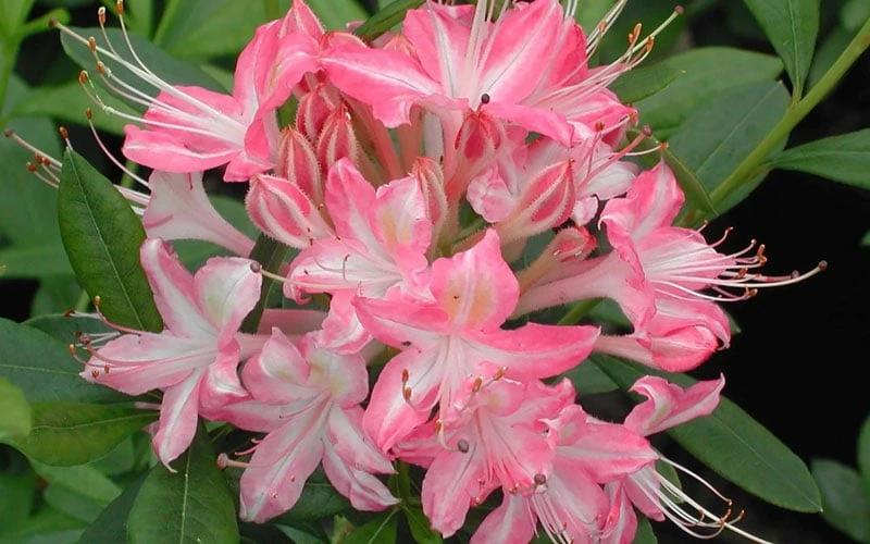 Ribbon Candy Swamp Azalea (Rhododendron Viscosum) - 2 Gallon Pot 7 Ribbon Candy Swamp Azalea (Rhododendron Viscosum) - 2 Gallon Pot - Image 5