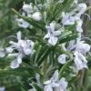 Madeline Hill Rosemary - 1 Gallon Pot -Wilson Bros Gardens rosmarinus officinalis madalene hill hardy rosemary 4