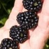 Ponca Thornless Blackberry - 1 Gallon Pot