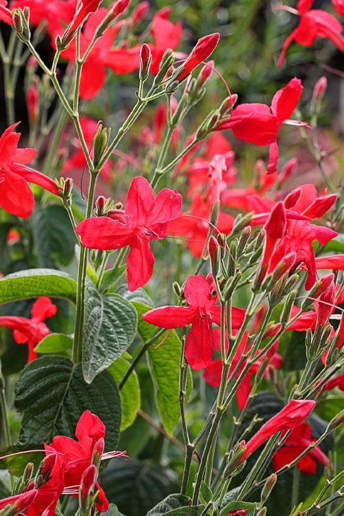 Ragin' Cajun Red Mexican Petunia (Ruellia Elegans) - 1 Gallon Pot 6 Ragin' Cajun Red Mexican Petunia (Ruellia Elegans) - 1 Gallon Pot - Image 4