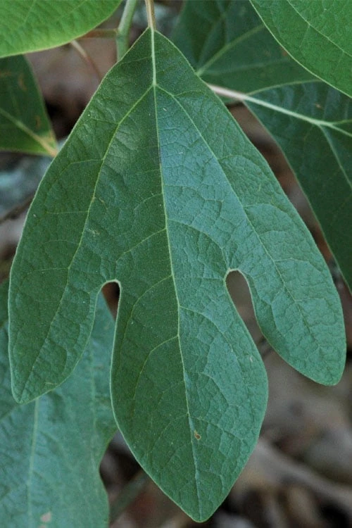Sassafras Tree (Sassafras Albidium) - 3 Gallon Pot 12 Sassafras Tree (Sassafras Albidium) - 3 Gallon Pot - Image 10