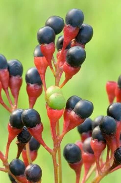 Sassafras Tree (Sassafras Albidium) - 3 Gallon Pot 18 Sassafras Tree (Sassafras Albidium) - 3 Gallon Pot -Wilson Bros Gardens sassafras albidum 10