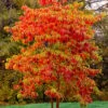 Sassafras Tree (Sassafras Albidium) - 3 Gallon Pot 1 Sassafras Tree (Sassafras Albidium) - 3 Gallon Pot -Wilson Bros Gardens sassafras albidum 14