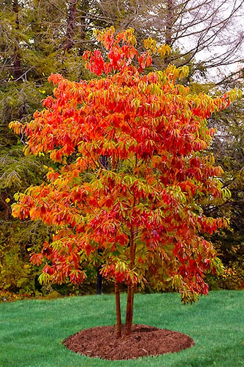 Sassafras Tree (Sassafras Albidium) - 3 Gallon Pot 3 Sassafras Tree (Sassafras Albidium) - 3 Gallon Pot