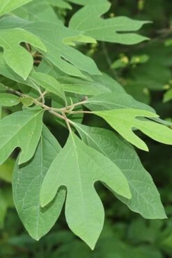 Sassafras Tree (Sassafras Albidium) - 3 Gallon Pot 22 Sassafras Tree (Sassafras Albidium) - 3 Gallon Pot -Wilson Bros Gardens sassafras albidum 2