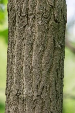 Sassafras Tree (Sassafras Albidium) - 3 Gallon Pot 24 Sassafras Tree (Sassafras Albidium) - 3 Gallon Pot -Wilson Bros Gardens sassafras albidum 7