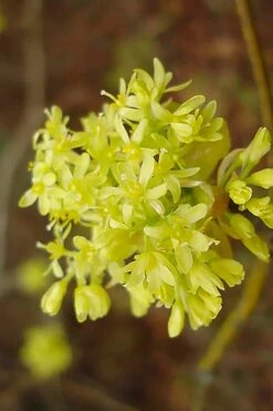 Sassafras Tree (Sassafras Albidium) - 3 Gallon Pot 17 Sassafras Tree (Sassafras Albidium) - 3 Gallon Pot -Wilson Bros Gardens sassafras albidum 9