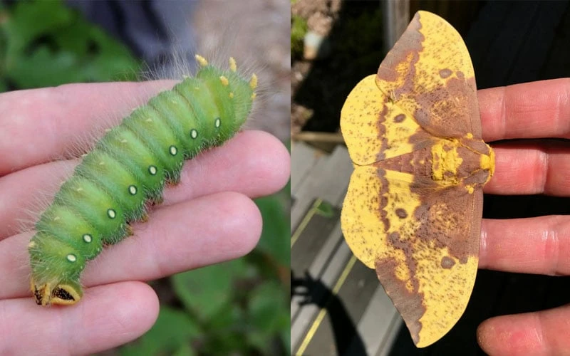 Sassafras Tree (Sassafras Albidium) - 3 Gallon Pot 14 Sassafras Tree (Sassafras Albidium) - 3 Gallon Pot - Image 12