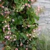 Rose Sensation Pink Climbing Hydrangea Vine - 1 Gallon Pot 2 Rose Sensation Pink Climbing Hydrangea Vine - 1 Gallon Pot -Wilson Bros Gardens schizophragma hydrangeoides rose sensation climbing hydrangea 101