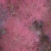 Grace Pink Flowering Smoke Tree - 3 Gallon Pot