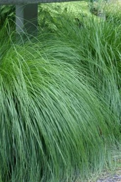 Prairie Dropseed Grass (Sporobolis Heterolepis) - 6 Pack Of 1 Gallon Pots 16 Prairie Dropseed Grass (Sporobolis Heterolepis) - 6 Pack Of 1 Gallon Pots -Wilson Bros Gardens sporobolis heterolepis prairie dropseed grass 1