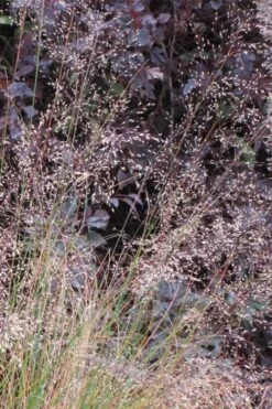 Prairie Dropseed Grass (Sporobolis Heterolepis) - 6 Pack Of 1 Gallon Pots 17 Prairie Dropseed Grass (Sporobolis Heterolepis) - 6 Pack Of 1 Gallon Pots -Wilson Bros Gardens sporobolis heterolepis prairie dropseed grass 10