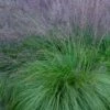 Prairie Dropseed Grass (Sporobolis Heterolepis) - 6 Pack Of 1 Gallon Pots -Wilson Bros Gardens sporobolis heterolepis prairie dropseed grass 19