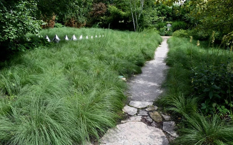 Prairie Dropseed Grass (Sporobolis Heterolepis) - 6 Pack Of 1 Gallon Pots 7 Prairie Dropseed Grass (Sporobolis Heterolepis) - 6 Pack Of 1 Gallon Pots - Image 5