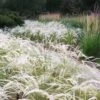 Peruvian Feather Grass (Stipa Ichu) - 1 Gallon Pot -Wilson Bros Gardens stipa ichu peruvian feather grass 5