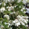 Fragrant Fountain Weeping Japanese Snowbell Tree - 5 Gallon Pot 2 Fragrant Fountain Weeping Japanese Snowbell Tree - 5 Gallon Pot -Wilson Bros Gardens styrax japonica fragrant fountain weeping japanese snowbell tree 3