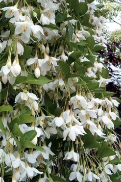 Featured Products 19 Fragrant Fountain Weeping Japanese Snowbell Tree - 5 Gallon Pot