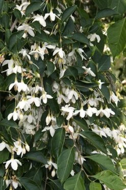 Fragrant Fountain Weeping Japanese Snowbell Tree - 5 Gallon Pot 19 Fragrant Fountain Weeping Japanese Snowbell Tree - 5 Gallon Pot -Wilson Bros Gardens styrax japonica fragrant fountain weeping japanese snowbell tree 4