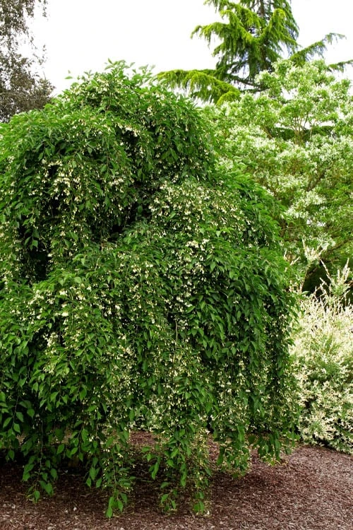 Fragrant Fountain Weeping Japanese Snowbell Tree - 5 Gallon Pot 8 Fragrant Fountain Weeping Japanese Snowbell Tree - 5 Gallon Pot - Image 6