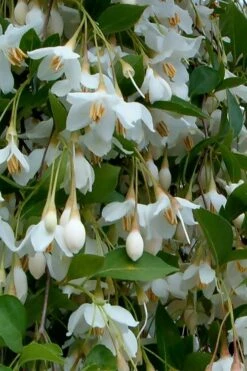 Fragrant Fountain Weeping Japanese Snowbell Tree - 5 Gallon Pot 17 Fragrant Fountain Weeping Japanese Snowbell Tree - 5 Gallon Pot -Wilson Bros Gardens styrax japonica fragrant fountain weeping japanese snowbell tree 6