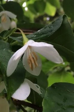 Fragrant Fountain Weeping Japanese Snowbell Tree - 5 Gallon Pot 18 Fragrant Fountain Weeping Japanese Snowbell Tree - 5 Gallon Pot -Wilson Bros Gardens styrax japonica fragrant fountain weeping japanese snowbell tree 7