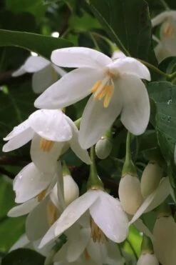 Fragrant Fountain Weeping Japanese Snowbell Tree - 5 Gallon Pot 15 Fragrant Fountain Weeping Japanese Snowbell Tree - 5 Gallon Pot -Wilson Bros Gardens styrax japonica fragrant fountain weeping japanese snowbell tree 8
