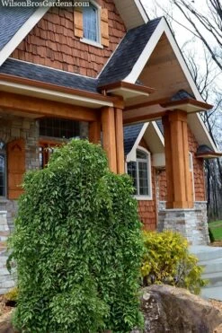 Fragrant Fountain Weeping Japanese Snowbell Tree - 5 Gallon Pot 14 Fragrant Fountain Weeping Japanese Snowbell Tree - 5 Gallon Pot -Wilson Bros Gardens styrax japonica fragrant fountain weeping japanese snowbell tree 9