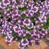 Caborn Wine & Roses Creeping Thyme - 5 Pack Of Quart Pots -Wilson Bros Gardens thymus caborn wine and roses 3 1