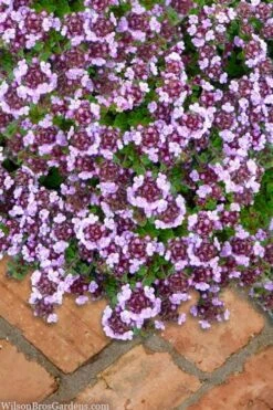Caborn Wine & Roses Creeping Thyme - 5 Pack Of Quart Pots
