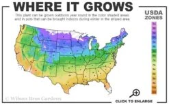 Madame Julia Correvon Clematis - 1 Gallon Pot -Wilson Bros Gardens usda zone map 15