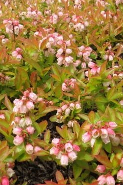 Wild Lowbush Blueberry Plant - 1 Gallon -Wilson Bros Gardens vaccinium angustifolium low bush blueberry 4
