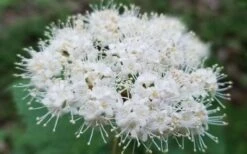 Maple Leaf Viburnum - 3 Gallon Pot -Wilson Bros Gardens viburnum acerifolium maple leaf 15 2
